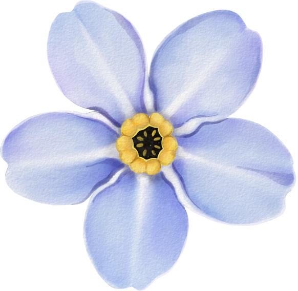 Digital watercolor painting Forget Me Not flower